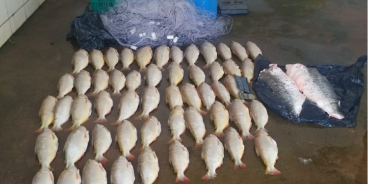 Batalhão Ambiental da PM prende homem transportando 52 unidades de pescado irregular