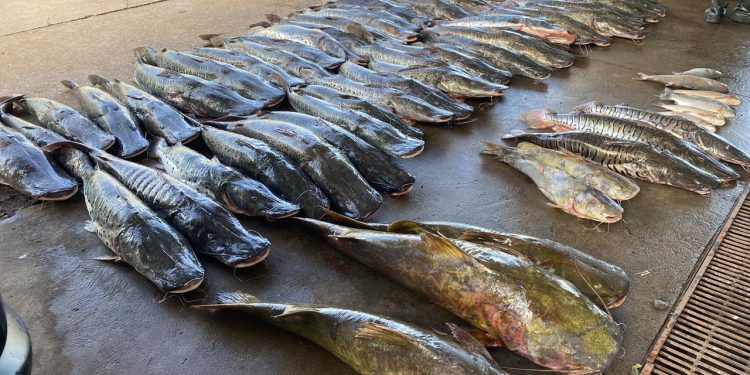Polícia Militar apreende 465 quilos de pescado ilegal e prende homem em Várzea Grande