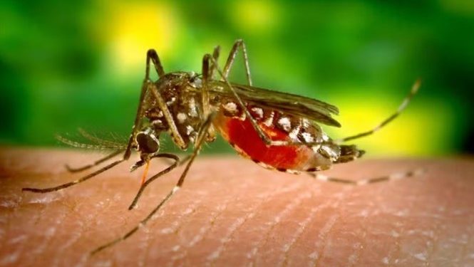 Prefeitura reforça orientações para visitantes de cemitérios no combate à dengue