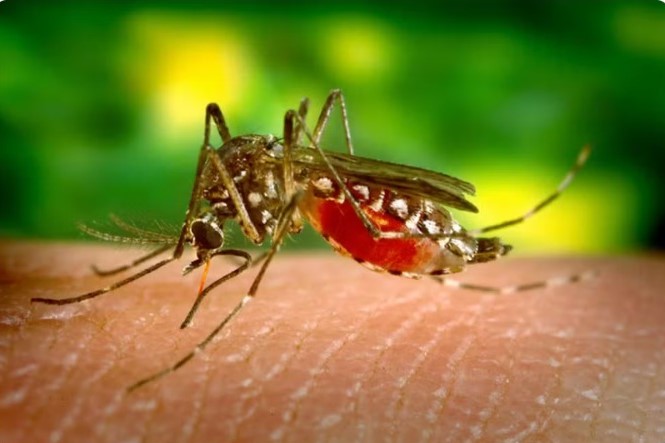 Prefeitura reforça orientações para visitantes de cemitérios no combate à dengue
