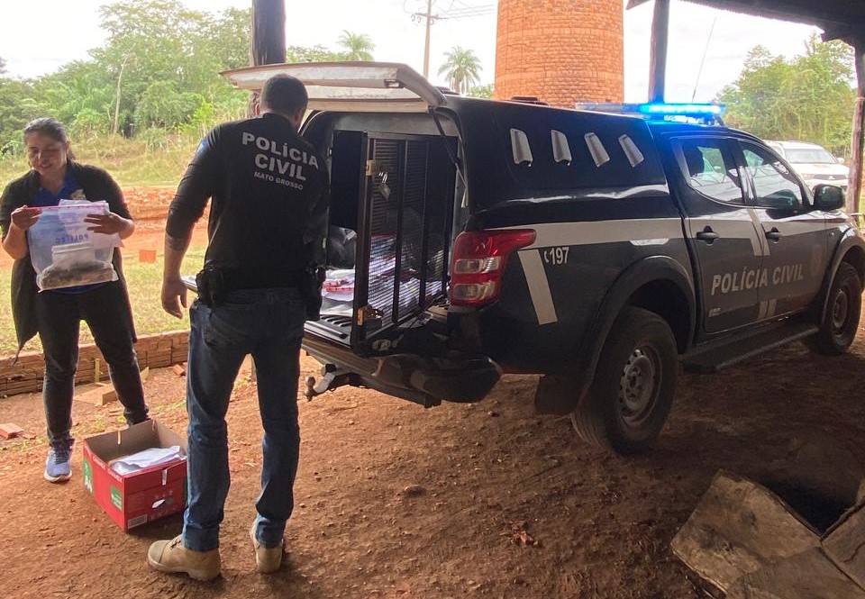 Polícia Civil incinera 60 quilos de entorpecentes apreendidos na região de Poconé