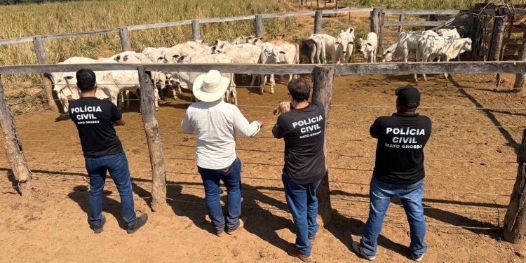 Polícia Civil recupera 33 cabeças de gado furtadas de propriedade rural em Cocalinho