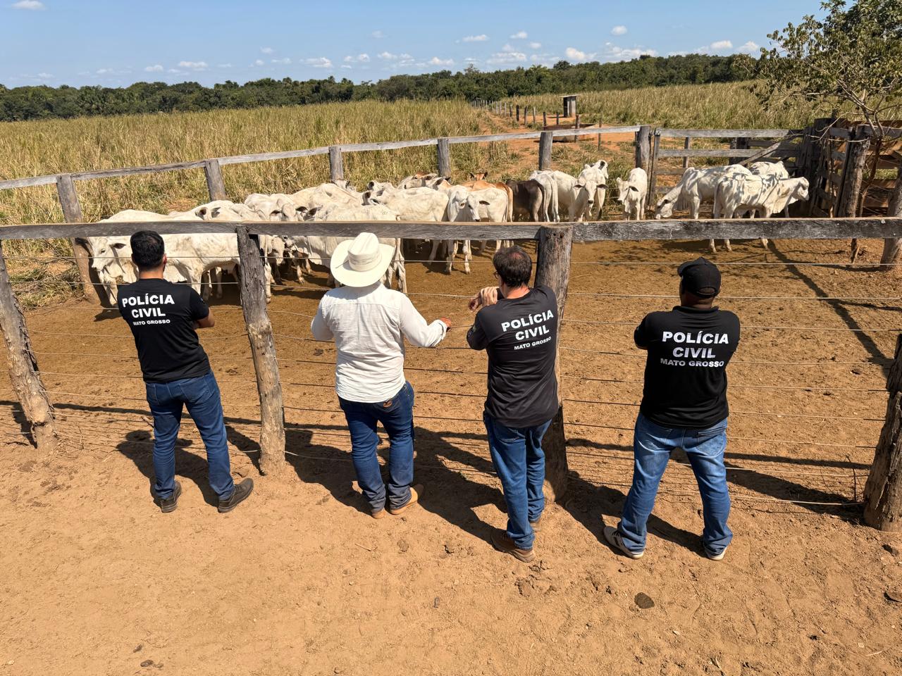 Polícia Civil recupera 33 cabeças de gado furtadas de propriedade rural em Cocalinho