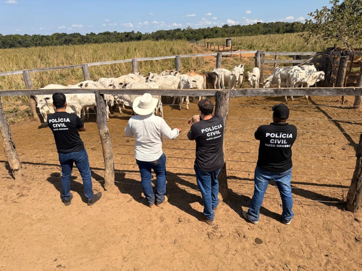 Operação integrada entre as Forças de Segurança Pública resulta na recuperação de rebanho furtado em propriedade rural em Cocalinho