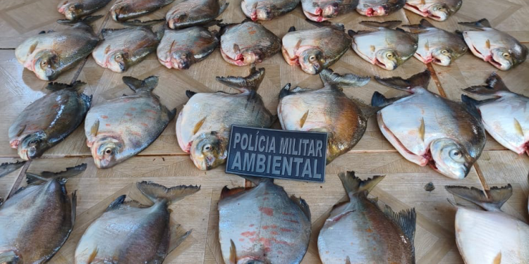 Batalhão Ambiental da PM prende homem por armazenar pescado ilegal em Nova Canaã do Norte