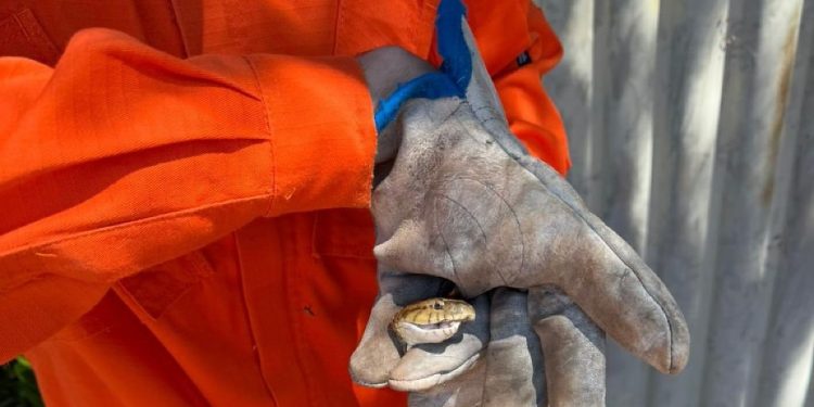 Bombeiros capturam jararaca em residência na região do Araguaia