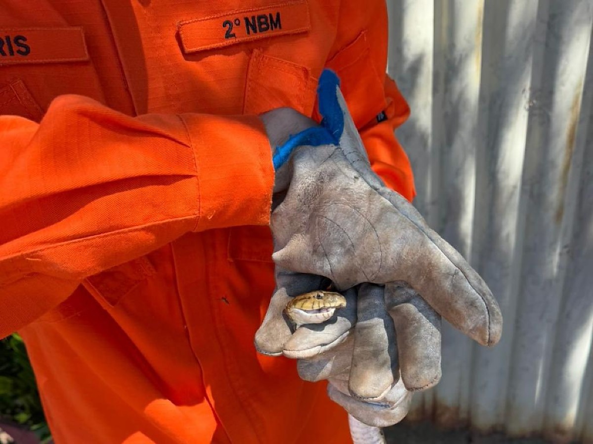 Bombeiros capturam jararaca em residência na região do Araguaia