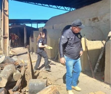 Polícia Civil incinera mais de meia tonelada de maconha em Porto Alegre do Norte