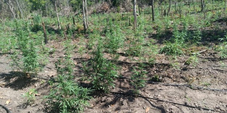 PM evita invasão de terra e apreende plantação com 5 mil pés de maconha na região do Araguaia