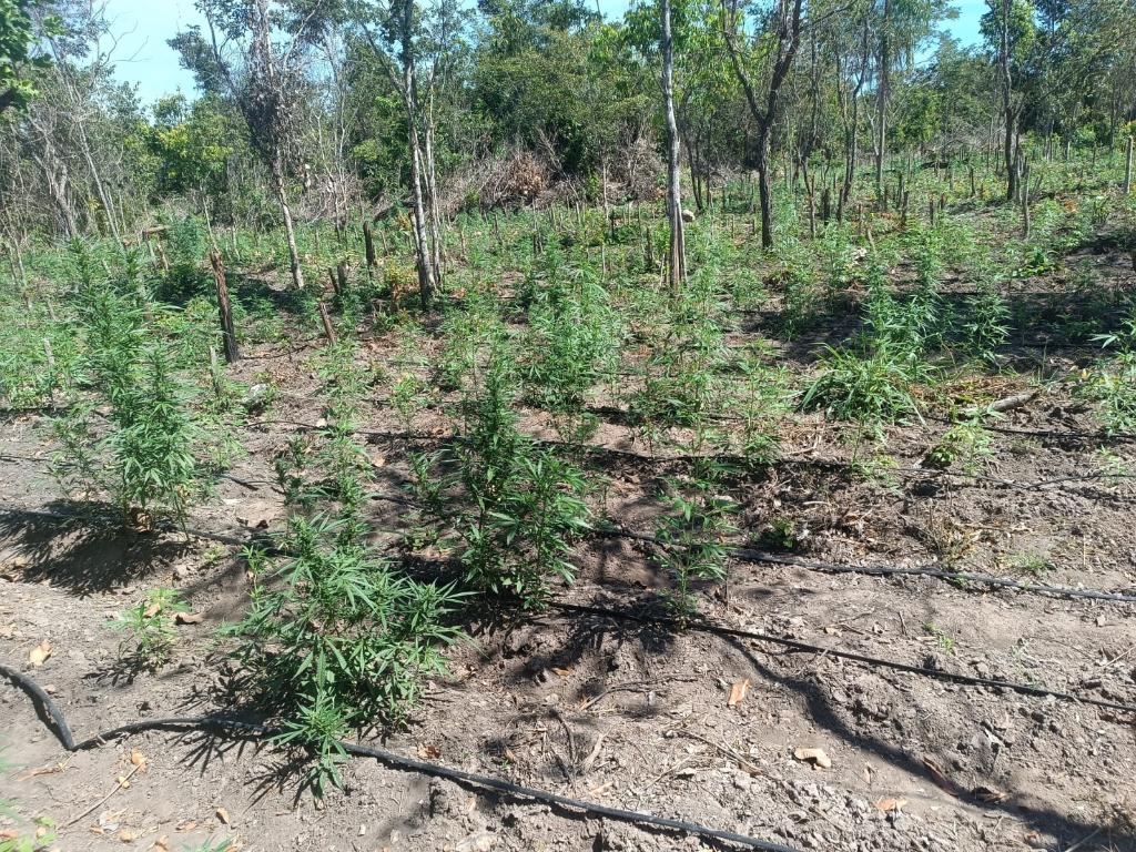 PM evita invasão de terra e apreende plantação com 5 mil pés de maconha na região do Araguaia