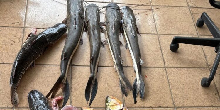Peixes de espécies proibidas são encontrados em máquina de lavar e galinheiro; homem é preso em Aragarças