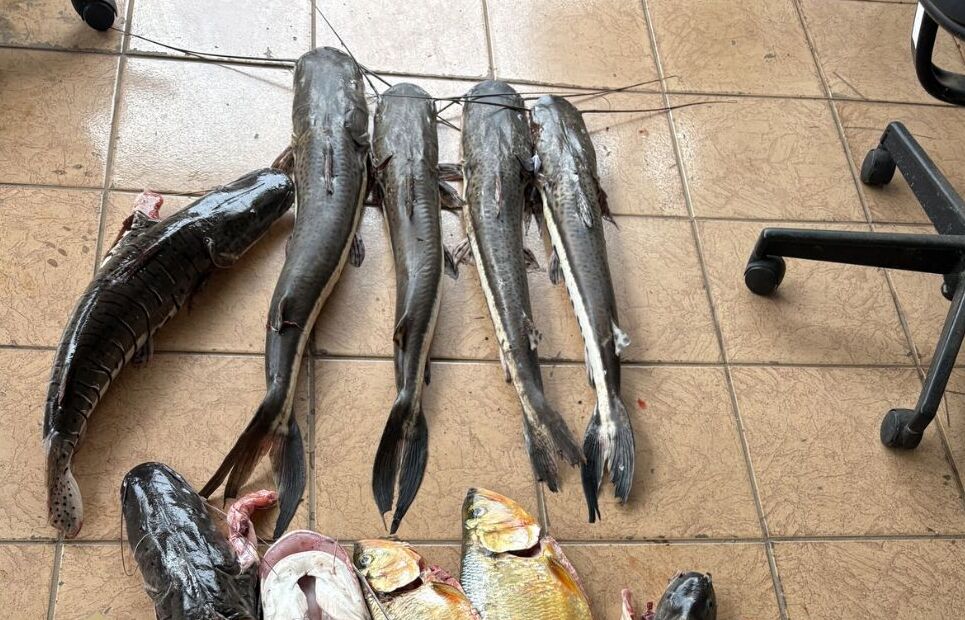 Peixes de espécies proibidas são encontrados em máquina de lavar e galinheiro; homem é preso em Aragarças