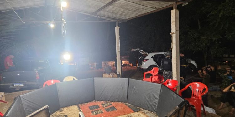 Polícia Civil desarticula rinha de galos e conduz 17 pessoas à delegacia em Canarana